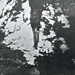 Birch